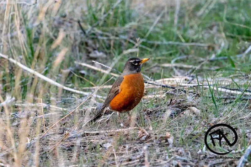 Experience the Thrill of Wildrobin Casino with Exclusive Bonuses and Spins.