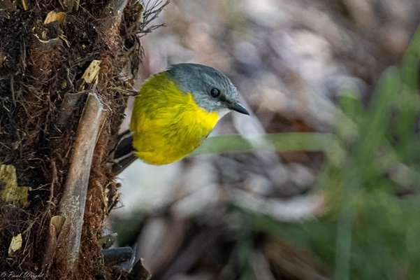 Unlock Exclusive Bonuses and Free Spins at Wildrobin Casino Today.