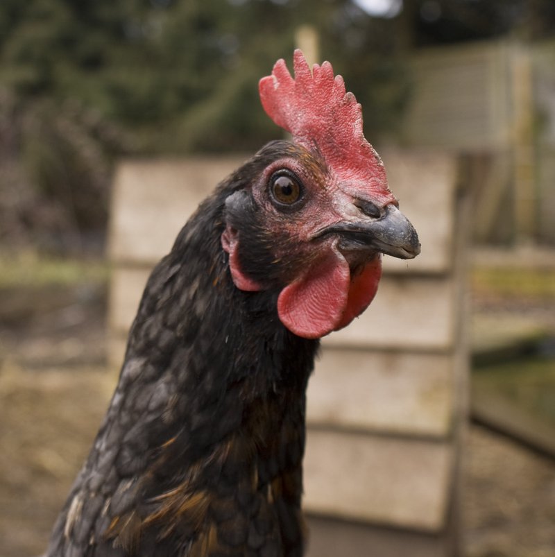 Descoperă noua versiune a jocului de slot Chicken Road 2 în România Descoperă noua versiune a jocului de slot Chicken Road 2 în România